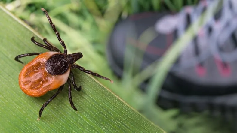 Protect Your Kids From Lyme Disease